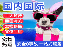 正定航空运输国际宠物托运 【国